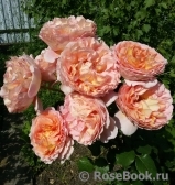 Abraham Darby