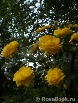 Persian Yellow