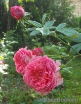 La Rose de Molinard ®