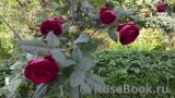 Johann Wolfgang von Goethe Rose®