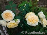 Crown Princess Margareta®