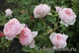 The Alnwick Rose