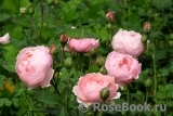 The Alnwick Rose