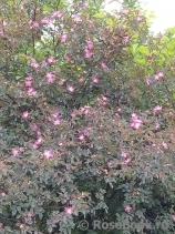 Rosa glauca 