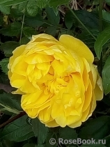 Persian Yellow