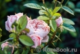 The Alnwick Rose