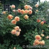 Crown Princess Margareta®