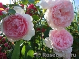 The Wedgwood Rose