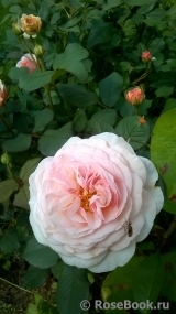 A Shropshire Lad