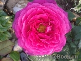 Johann Wolfgang von Goethe Rose®