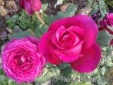 Johann Wolfgang von Goethe Rose®