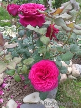 Johann Wolfgang von Goethe Rose®