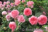 La Rose de Molinard ®