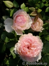 The Wedgwood Rose