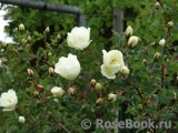 Rose spinosissima