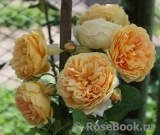 Crown Princess Margareta®