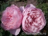 The Alnwick Rose