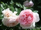 The Wedgwood Rose