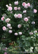 The Wedgwood Rose