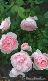 The Wedgwood Rose