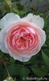 The Wedgwood Rose