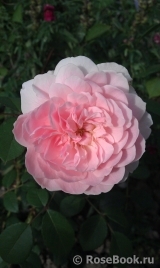 The Wedgwood Rose