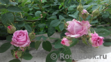 Rose de Montmeillant