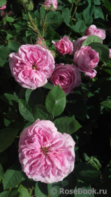 Rose de Montmeillant