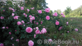 Rose de Montmeillant