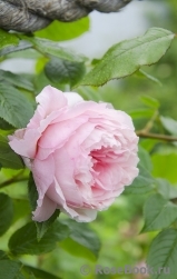 The Wedgwood Rose