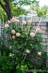 Abraham Darby