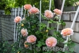 Abraham Darby