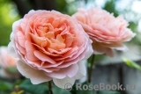 Abraham Darby