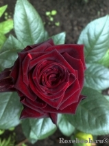 Black Baccara