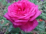 Johann Wolfgang von Goethe Rose®