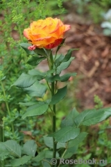 Rose Giardino di Boboli 