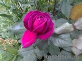 Johann Wolfgang von Goethe Rose®