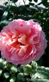 Abraham Darby