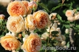 Crown Princess Margareta®