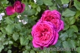 Johann Wolfgang von Goethe Rose®