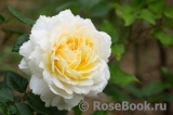 Crocus Rose® 