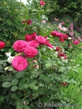 Johann Wolfgang von Goethe Rose®