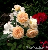 Crown Princess Margareta®