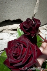 Black Baccara