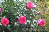 Johann Wolfgang von Goethe Rose®