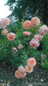 Rose de Gerberoy ®