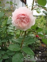 A Shropshire Lad