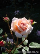 A Shropshire Lad