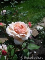 A Shropshire Lad