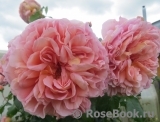 Abraham Darby